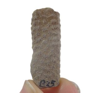 Constellaria florida