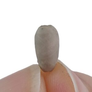 Conocrinus doncieuxi