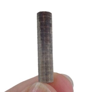 Isselicrinus didactylus