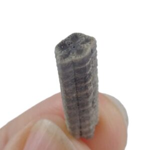 Isselicrinus didactylus