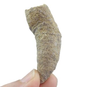 Charactophyllum nanum