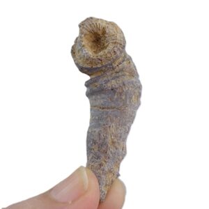 Charactophyllum nanum