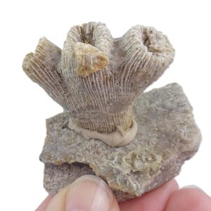 Thecosmilia trichotoma