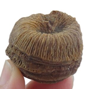 Montlivaltia multiformis