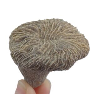 Trochosmilia corniculum