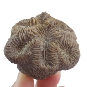 Hydnophyllia scalaria  VENDIDO