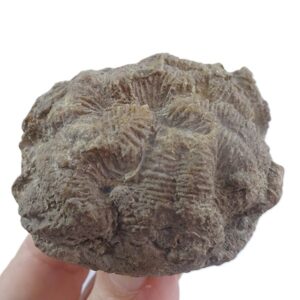 Hydnophyllia scalaria