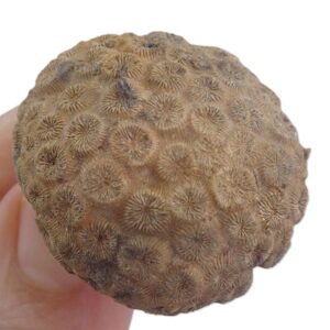 Collignonastrea reussi