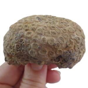 Collignonastrea reussi  VENDIDO