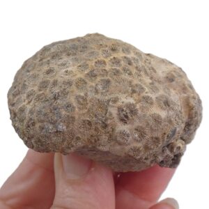 Collignonastrea reussi  VENDIDO