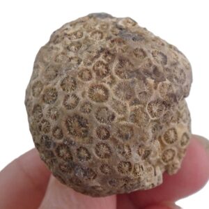 Collignonastrea reussi