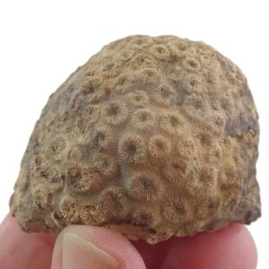 Collignonastrea reussi  VENDIDO