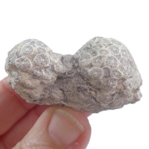 Collignonastrea reussi