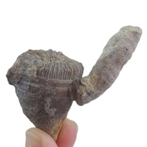 Montlivaltia multiformis y Peronidella sp.