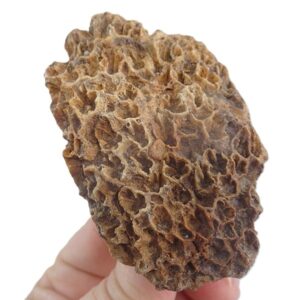 Heterocoenia excentrica