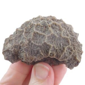 Pachygyra princeps  VENDIDO