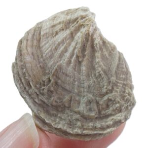 Plicatula placunea  VENDIDO