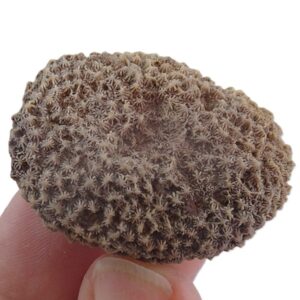 Hydnophora styriaca  VENDIDO