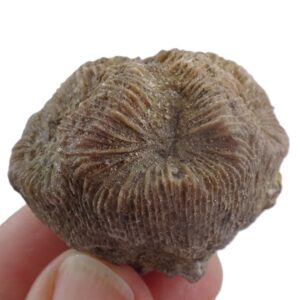 Hydnophyllia scalaria VENDIDO