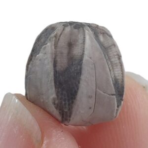 Pentremites tulipaformis