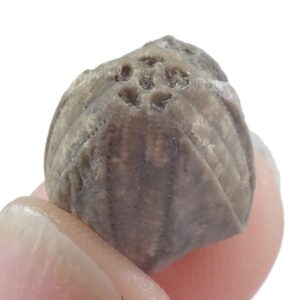 Pentremites tulipaformis