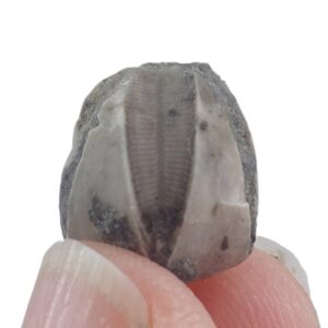 Pentremites tulipaformis