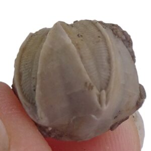 Pentremites tulipaformis