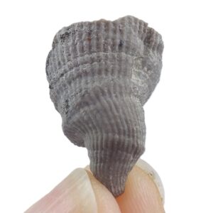 Lophophyllidium proliferum