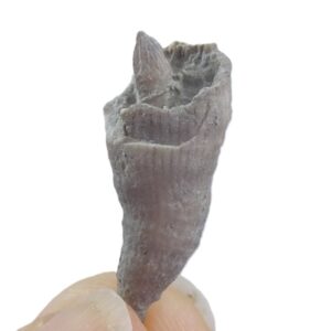 Lophophyllidium proliferum