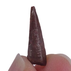 Siroccopteryx moroccensis