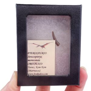 Siroccopteryx moroccensis