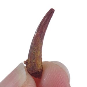 Siroccopteryx moroccensis