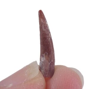 Siroccopteryx moroccensis