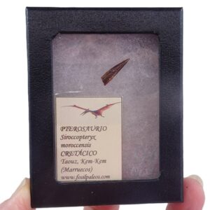 Siroccopteryx moroccensis