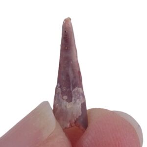 Siroccopteryx moroccensis