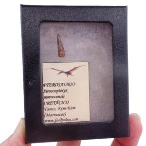 Siroccopteryx moroccensis