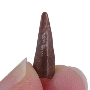 Siroccopteryx moroccensis