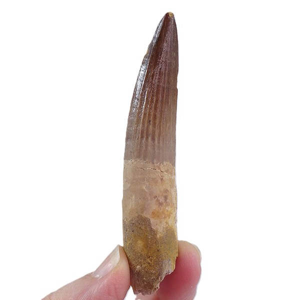 Spinosaurus aegyptiacus - Imagen 2