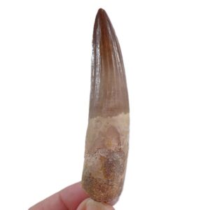 Spinosaurus aegyptiacus