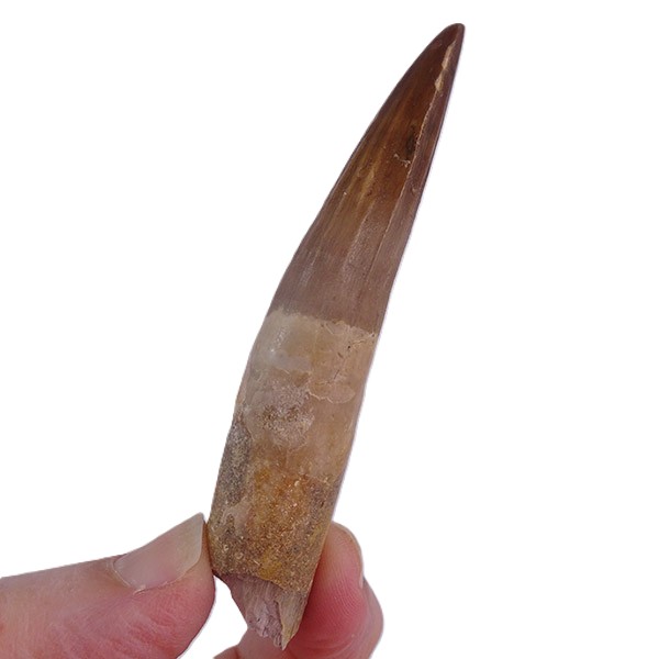 Spinosaurus aegyptiacus - Imagen 4