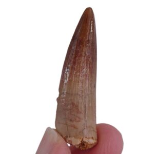 Spinosaurus aegyptiacus