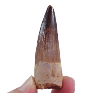 Spinosaurus aegyptiacus