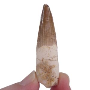 Spinosaurus aegyptiacus