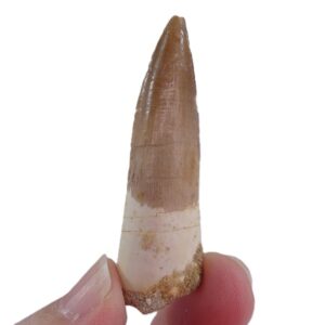 Spinosaurus aegyptiacus