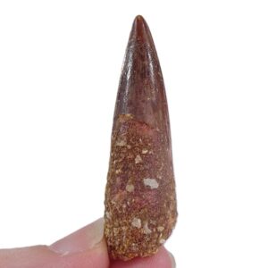 Spinosaurus aegyptiacus