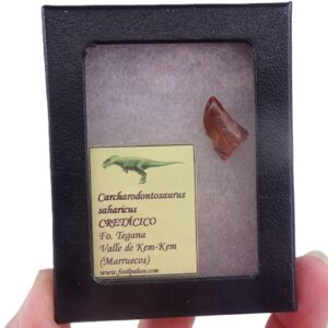 Carcharodontosaurus saharicus