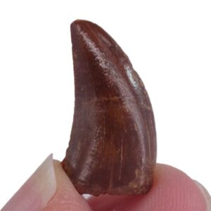 Carcharodontosaurus saharicus