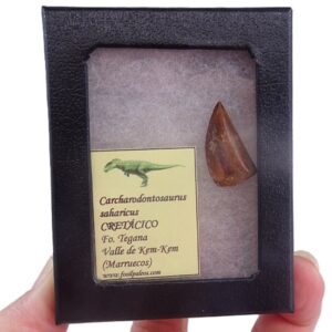 Carcharodontosaurus saharicus