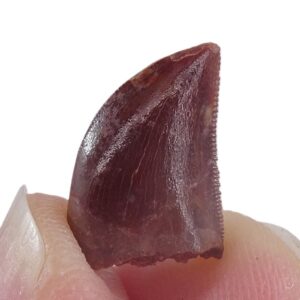 Carcharodontosaurus saharicus