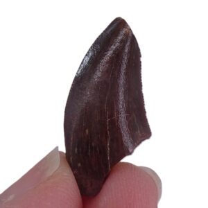 Carcharodontosaurus saharicus